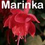 Fuchsia Hanging Basket 12 inch